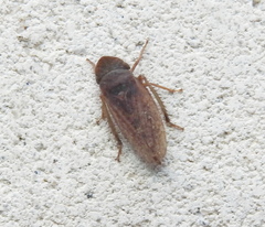 Aphrodes