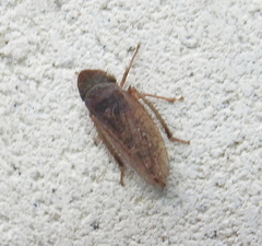 Aphrodes