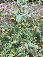 Bidens frondosa