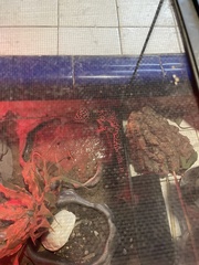 Eublepharis macularius