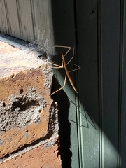 Parabacillus hesperus