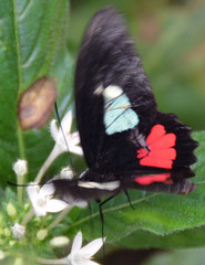 Parides eurimedes
