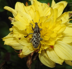 Cyphocleonus dealbatus