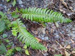 Polystichum aculeatum