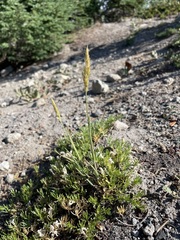 Trisetum spicatum