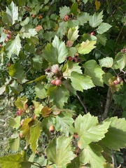 Crataegus mollis
