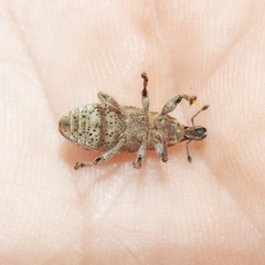 Cyphocleonus dealbatus