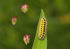 Zygaena filipendulae