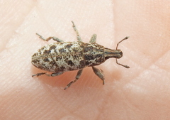 Cyphocleonus dealbatus