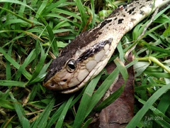 Bothrops asper