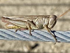 Melanoplus yarrowii