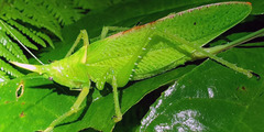 Copiphora rhinoceros