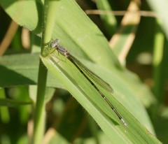 Pseudagrion cingillum