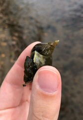 Lymnaea stagnalis