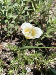 Calochortus subalpinus