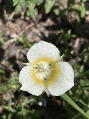 Calochortus subalpinus