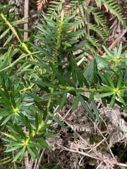 Podocarpus