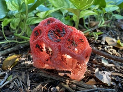 Clathrus crispus