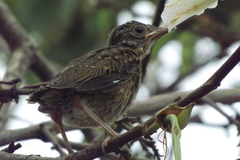 Turdus leucomelas