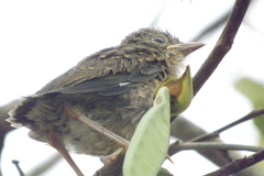 Turdus leucomelas