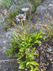 Erigeron glacialis