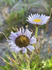 Erigeron glacialis