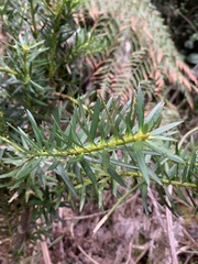 Podocarpus