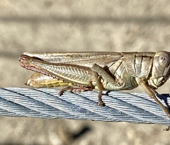 Melanoplus yarrowii