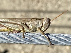 Melanoplus yarrowii