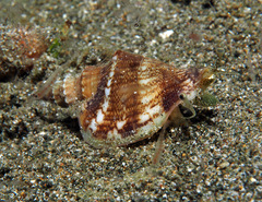 Ministrombus variabilis