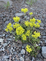 Eriogonum umbellatum