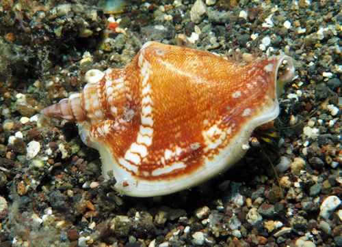 Ministrombus variabilis observed 2019-04-28
