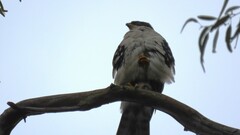 Accipiter melanoleucus