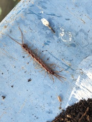 Lithobiomorpha