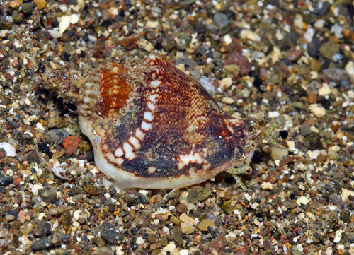 Ministrombus variabilis observed 2017-05-09