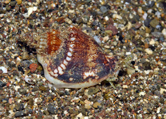 Ministrombus variabilis