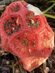 Clathrus crispus