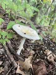 Amanita multisquamosa