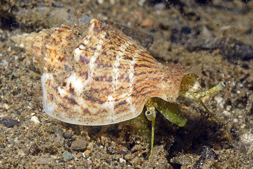 Ministrombus variabilis observed 2018-05-08