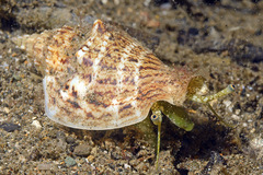 Ministrombus variabilis