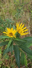 Helianthus grosseserratus
