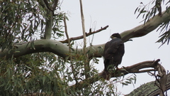 Accipiter melanoleucus