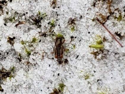 Archbold Pygmy Mole Cricket