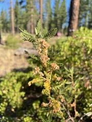 Chamaebatiaria millefolium