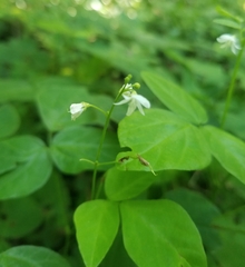 Hylodesmum pauciflorum