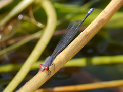 Pseudagrion sublacteum