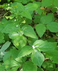 Hylodesmum pauciflorum