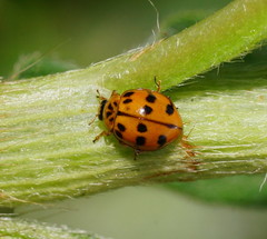 Harmonia octomaculata
