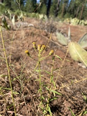 Erigeron inornatus