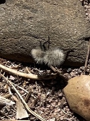 Dasymutilla sackenii